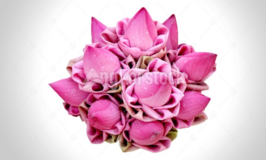 Bunch of Lotus flower - បាច់ផ្កាឈូក