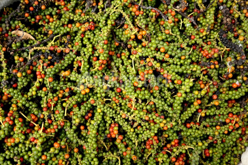 Fresh green and red pepper