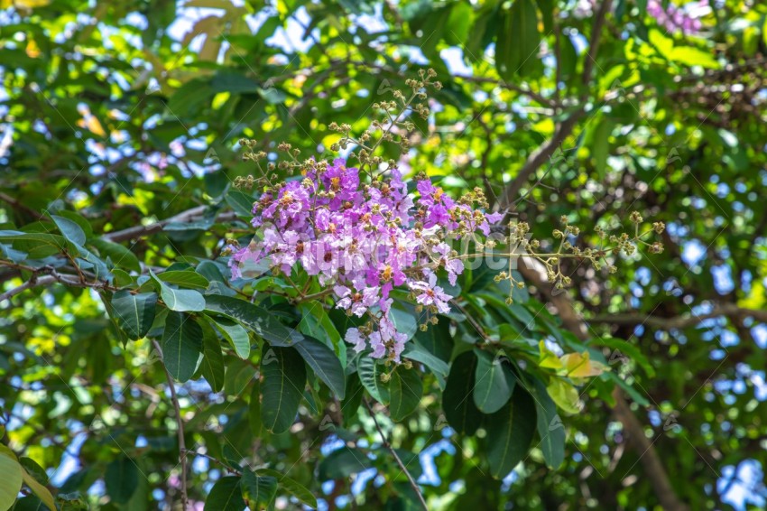 Cambodia Cherry blossom with leave - ផ្កាត្របែកព្រៃ
