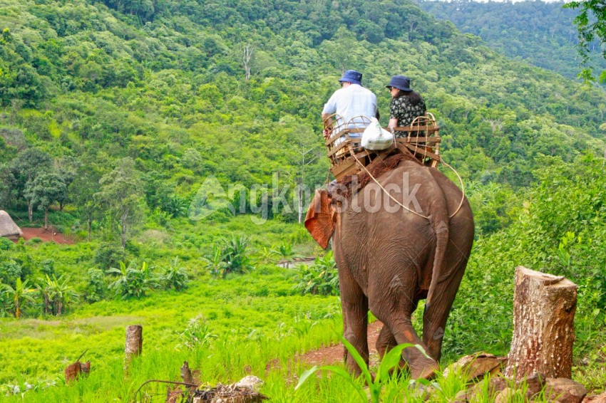 Couple riding elephant in to forest - ជិះដំរីលេងក្នងព្រៃ