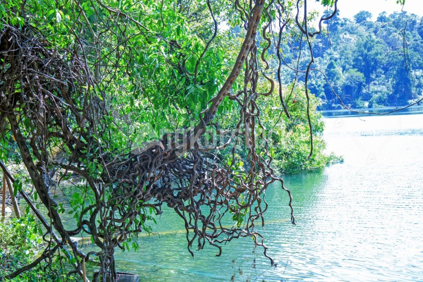 Forest at Yakloum Lake in ratanakiri - ព្រៃនៅបឹងយក្សឡោមខេត្តរតនគិរី