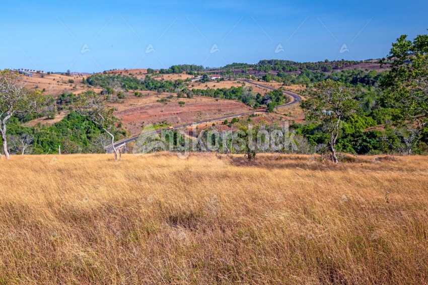Brown grass field for photo background at mondulkiri - វាលស្មៅខែប្រាំងនៅមណ្ឌលគិរី
