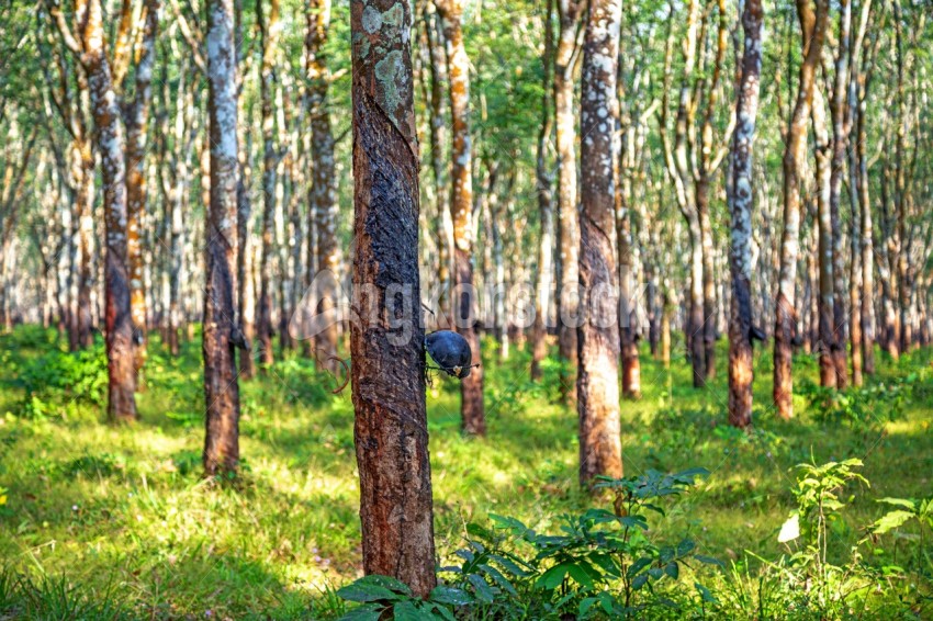 Plantation Rubber - ដើមកៅស៊ូក្នុងចំការ