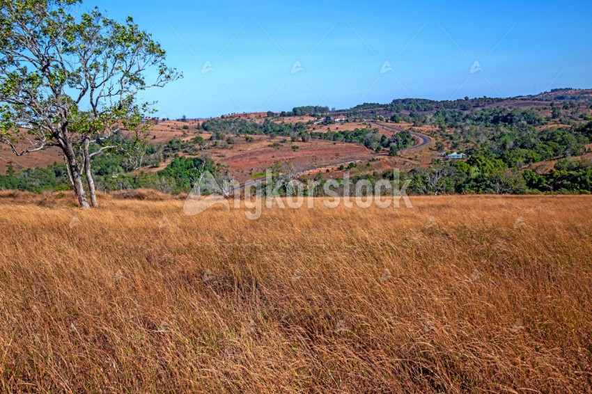 Brown grass field for photo background at mondulkiri - វាលស្មៅខែប្រាំងនៅមណ្ឌលគិរី