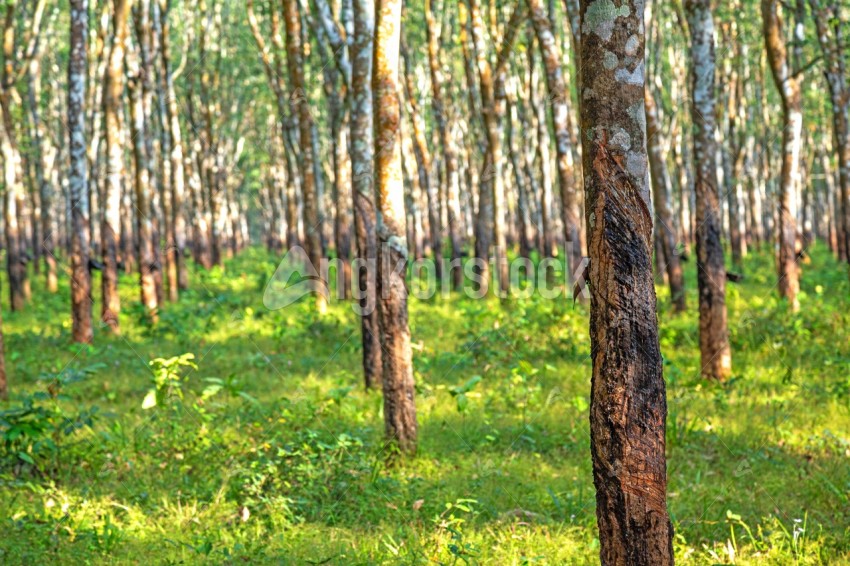 Plantation Rubber - ដើមកៅស៊ូក្នុងចំការ