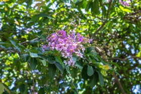 Cambodia Cherry blossom with leave - ផ្កាត្របែកព្រៃ