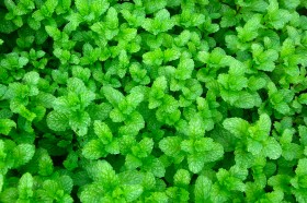 Fresh Mint in Farm