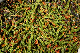 Fresh green and red pepper