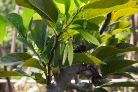 Custard Apple flower - ផ្កាទៀប