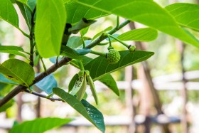 Custard Apple flower - ក្តិបនិងផ្កាទៀប