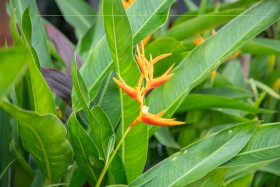 Parrot Heliconia with leave