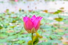 Fresh lotus In lake - ផ្កាឈូក្នុងបឹង