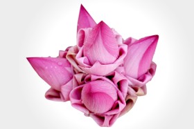 Bunch of fresh lotus - បាច់ផ្កាឈូក