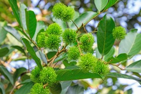 Bunch of green rambutan