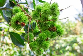 Bunch of green rambutan