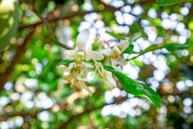 White Orange Flower - ផ្កាក្រូច