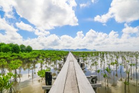 Small Mangrove tree filed