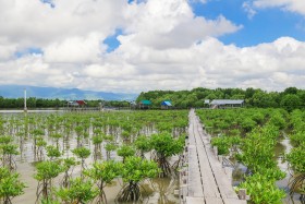 Small Mangrove tree filed