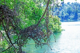 Forest at Yakloum Lake in ratanakiri - ព្រៃនៅបឹងយក្សឡោមខេត្តរតនគិរី