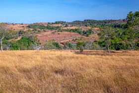 Brown grass field for photo background at mondulkiri - វាលស្មៅខែប្រាំងនៅមណ្ឌលគិរី