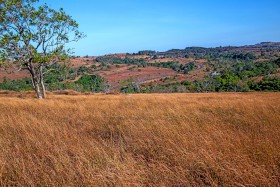 Brown grass field for photo background at mondulkiri - វាលស្មៅខែប្រាំងនៅមណ្ឌលគិរី